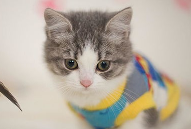 猫咪哈气低吼怎么办?怎么回事? 猫咪哈气低吼怎么办?怎么回事?