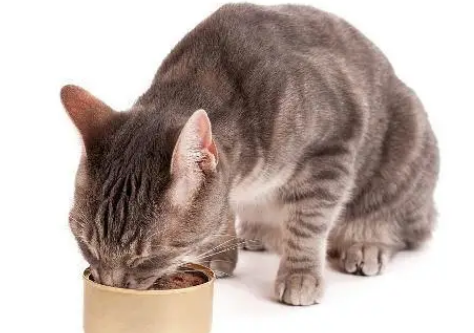 悦天有派猫罐头能买嘛 悦天有派猫罐头能买嘛