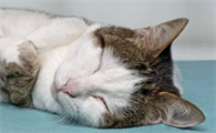 猫生病会有哪些症状表现