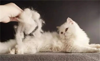 猫咪掉毛很严重怎么办啊