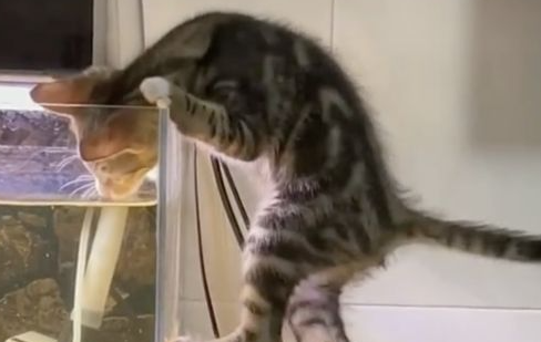 猫咪配对不成功怎么办？猫咪配不上什么情况？