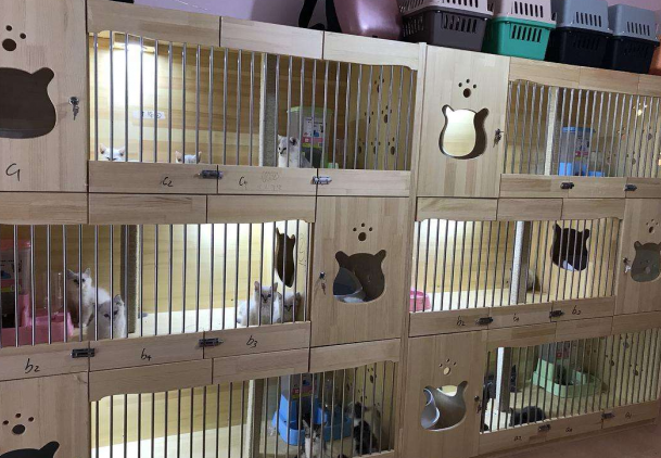 许愿仔猫舍加盟费多少钱 许愿仔猫舍加盟费多少钱