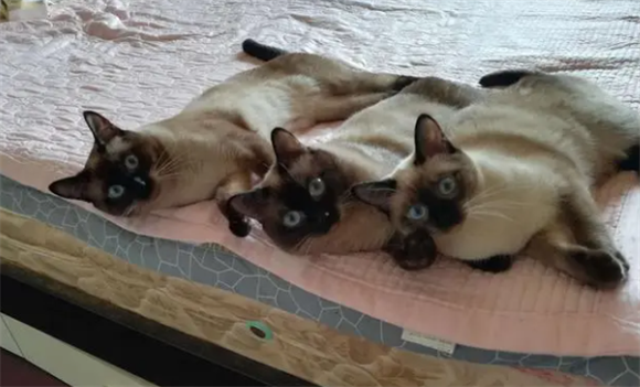暹罗猫吃什么零食好？