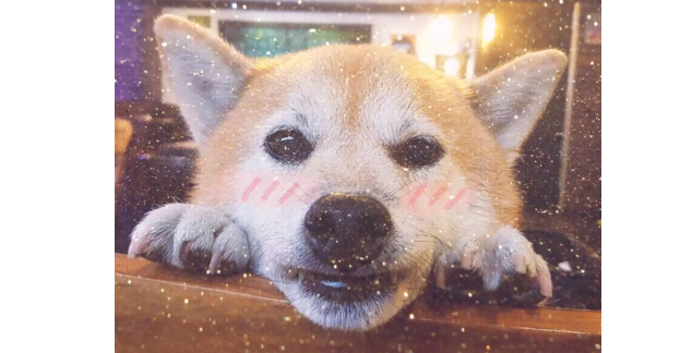 柴犬拉稀黄或带血怎么办? 柴犬拉稀黄或带血怎么办?