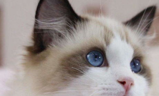 怎么选购布偶猫? 怎么选购布偶猫?
