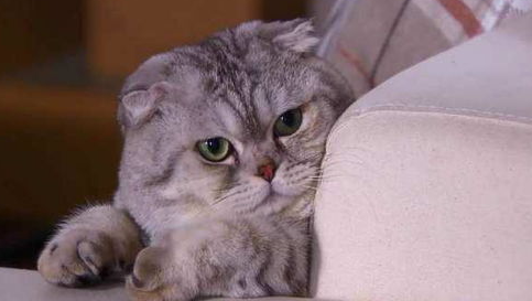 猫咪乱拉屎怎么办？猫拉不出来屎咋办？