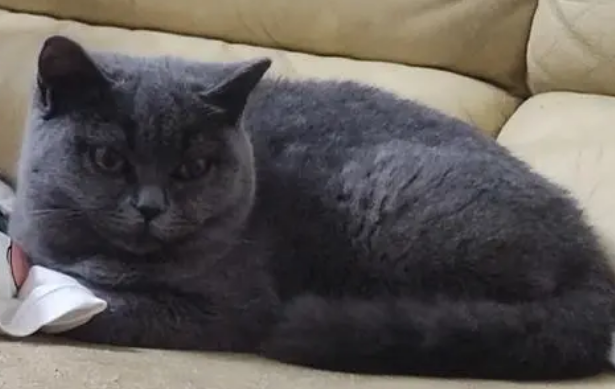 蓝猫认主人的表现 蓝猫认主人的表现