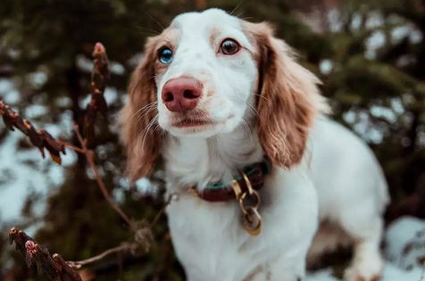 萌宠小知识：母犬绝育的好处与坏处有哪些？
