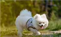 博美幼犬训练大小便