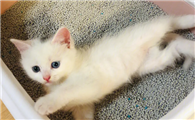 满月小猫拉稀怎么办呢