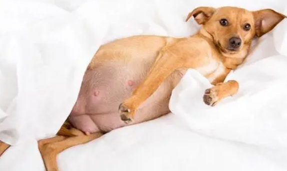 狗狗难产怎么办？狗狗难产的应急措施！