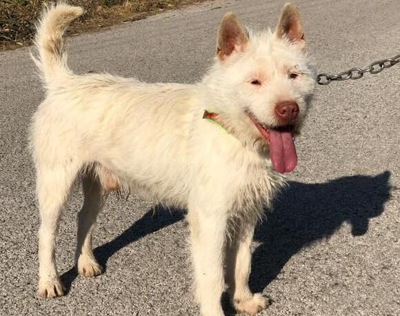 上司犬和下司犬区别