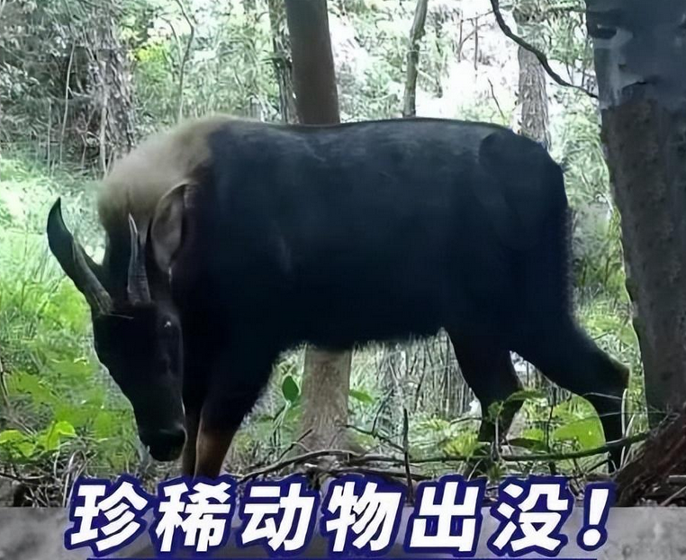 广东韶关发现“天马”,羊头驴耳有尖角 广东韶关发现“天马”,羊头驴耳有尖角