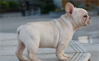 法国斗牛犬什么时候立耳朵