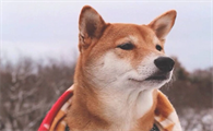 柴犬不大便,柴犬便秘了这样做最好?