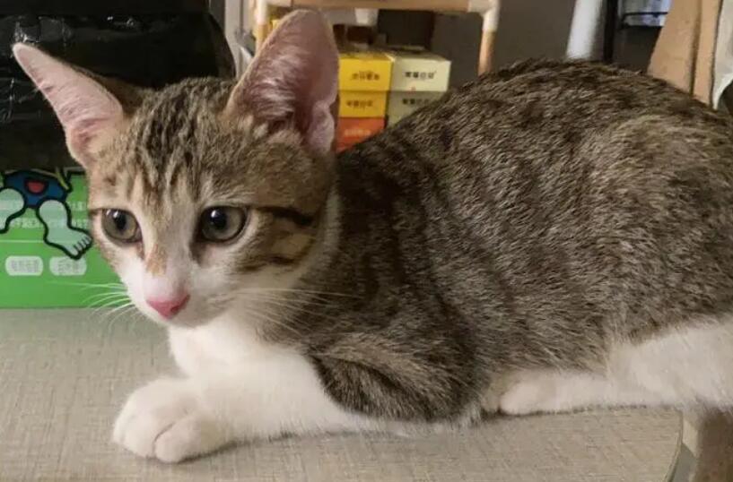 中华田园猫是土猫吗 中华田园猫是土猫吗