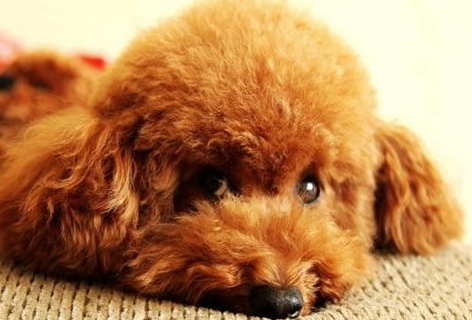 狗狗死之前有什么症状? 狗狗死之前有什么症状?