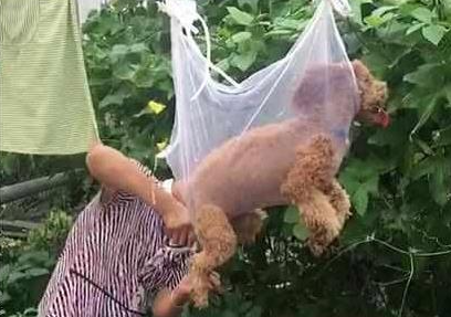 泰迪剪毛不听话怎么办？泰迪剪毛不老实怎么办？