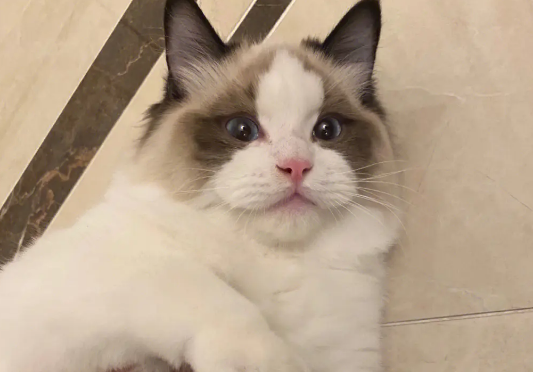 布偶猫发情怎么办?布偶猫发情这招最管用! 布偶猫发情怎么办?布偶猫发情这招最管用!