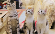 猫吃了少量韭菜怎么办?猫吃了一点韭菜怎么办?