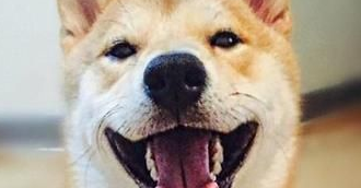 柴犬能不能喝酸奶?柴犬喝酸奶原来好处这么多 柴犬能不能喝酸奶?柴犬喝酸奶原来好处这么多
