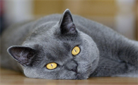 家猫的寿命一般多长时间呢