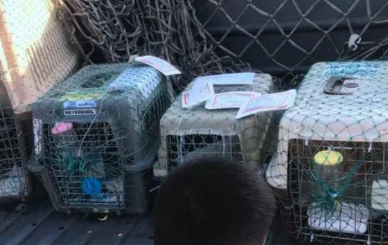 宠物狗怎么托运费用