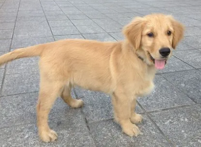 三个月的金毛很瘦，怎么让它胖起来