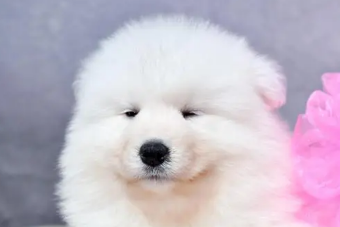 纯种萨摩耶是什么样的