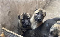 坎高犬智商排名怎么样