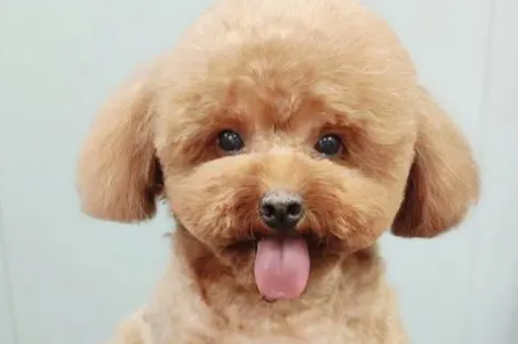 泰迪犬造型怎么剪？泰迪犬美容的方法步骤！