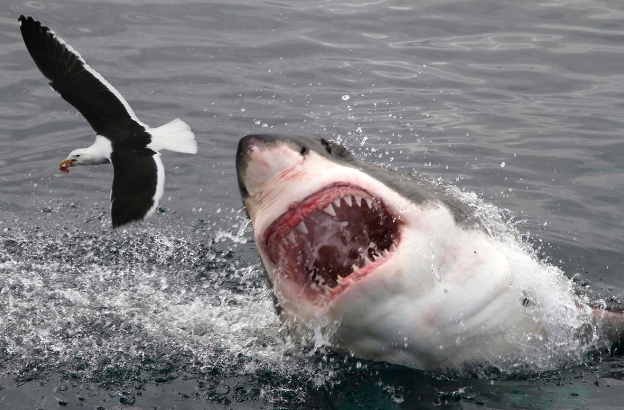 英男子遭鲨鱼攻击后被海豚所救，海豚为何会救人？因人长得好看？