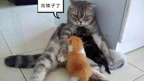 幼宠及怀孕期间，犬猫需要慎用和禁用的一些药物！