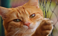 猫食物过敏有什么症状