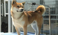 柴犬多大能啃骨头?柴犬啃骨头会有哪些害处?