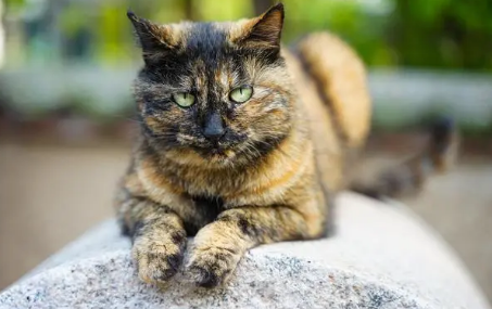 玳瑁猫是不是一个品种 玳瑁猫是不是一个品种