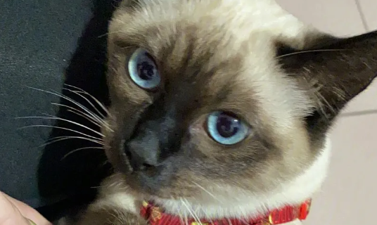 怎么训练暹罗猫叼东西？训练暹罗猫叼东西的方法