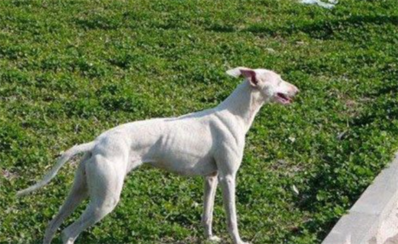 惠比特幼犬饲养？每天应该有肉类350到400克