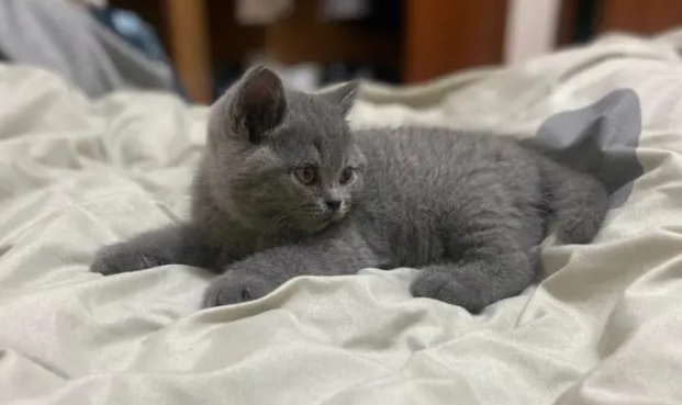 蓝猫和科拉特猫的区别