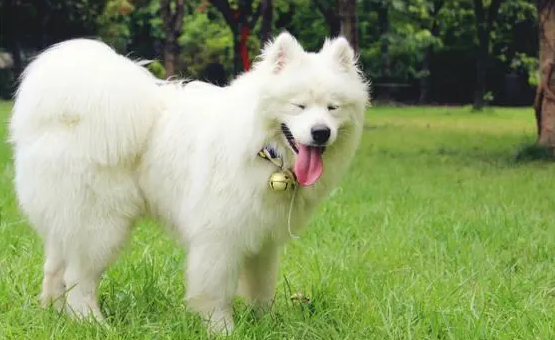 萨摩耶犬智商相当于几岁