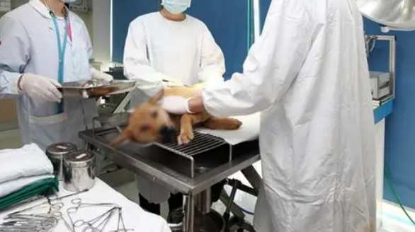 宠物医院做绝育手术多少钱