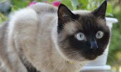 暹罗猫有折耳吗 折耳猫的为什么向下呢? 暹罗猫有折耳吗 折耳猫的为什么向下呢?