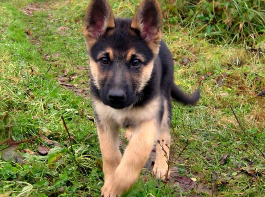 德国牧羊犬拉血的原因及治疗方法 德国牧羊犬拉血的原因及治疗方法