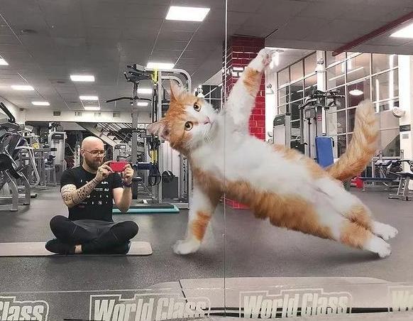 他“养”了一只3米高的猫，私密照曝光后，83万人云撸猫
