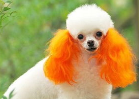 贵宾犬美容的欧陆型和猎犬型，你喜欢哪个？