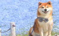 柴犬腿细是锻炼不够吗？柴犬腿细是可能怎么回事？