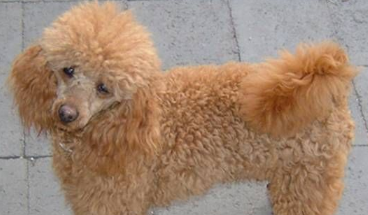 玩具贵宾犬怎么养 后躯的毛要经常给它修剪 玩具贵宾犬怎么养 后躯的毛要经常给它修剪