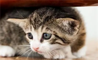 猫咪应激多久会发生传腹啊？