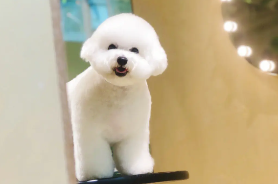比熊犬如何做美容护理？比熊犬的美容护理