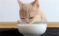 猫可以喝牛奶吗为什么